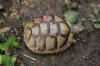 Breitrandschildkröten,  Testudo marginata,  eigene Nachzucht 2022.