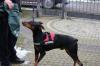 reinrassiger Dobermann in Not in der Ukraine