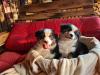 Traumhafte,  reinrassige Australian Shepherd Welpen abzugeben!