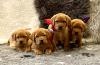 Labradorwelpen in foxred Labrador Welpe * Abgbe ab Ende April 204