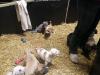 Bulldoggen Mischlinge 