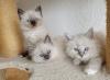 2 Heilige Birma Kitten Katzen abholbereit