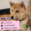 Kebin (m),  9 Monate,  40cm,  Slowakei