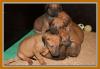 Reinrassige Rhodesian Ridgeback Welpen