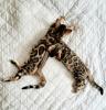 Bengal Kitten mit Stammbaum???