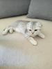 BKH Scotish Fold Kitten 