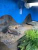 Leopardgecko 