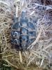 Griechische Landschildkröten