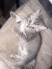 BKH Baby Kater *11.04, 21