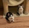 Holly und Lilly - Dreamteam sucht dringend ein Zuhause! (aus dem Tierschutz)