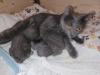 Chartreux,  die echte Kartäuser,  Kitten zu verkaufen