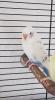 Vermisst Wellensittich Furby