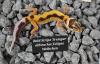 Tolle Leopardgecko Jungtiere aus 2023