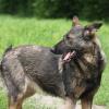 Tina sucht ein Zuhause