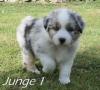 Reinrassige Australian Shepherd Welpen