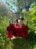 australian shepherd welpen