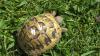 Griechische Landschildkröten Nachzucht 2024 THB,  Ostrasse