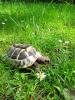 Griechische Landschildkröte,  männlich,  erwachsen