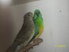 Verkaufe 2 Paar Singsittiche und neues Vogelzubehör