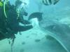 Tauchen auf Teneriffa mit Ocean Trek,   Playa Americas