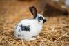 Suche junges Kaninchen