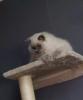 Britisch Langhaar Kater sucht Zuhause