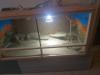 Bartagame und Terrarium mit Zubehör zu verkaufen