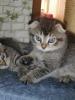 BKH Baby’s Katzen ab 04.07.24 abholbereit