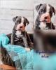 Old english bulldog Welpen OEB Bulldogge 