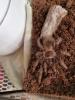 Vogelspinne mit terrarium abzugeben