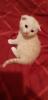 Scottish Fold Mix Babys