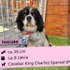 Hotcake (m),  8 Jahre,  35 cm,  Slowakei
