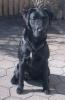 schöne Labradorwelpen in blond,  braun,  schwarz zu verkaufen