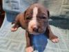 Verkaufen wundervolle american bully Welpen 