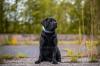 Liebevolle Labrador-Hausaufzucht Welpen Frühjahr 2024