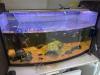 2 Moses Schildkröten,  mit einem 80 cm Aquarium