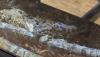 Australische Zwergpython incl. Terrarium,  LED Beleuchtung und Hitzestein