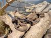 Kreuzotter Vipera Berus 