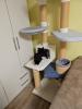 Bkh kitten suchen neues zuhause