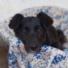 Rajani /  Status: sucht ein Zuhause