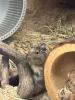 Degu männlich gescheckt
