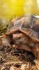 Spornschildkröte zu verkaufen