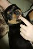 Rottiwelpen