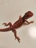 Bartagamen Babys Cawley Red P. Vitticeps