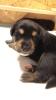 Golden Retriever Australien Shepard Welpen