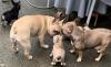 Französische Bulldoggen Welpen in liebevolles Zuhause abzugeben 