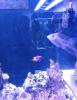 Meerwasseraquarium komplett mit Besatz