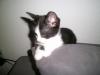 5 Katzenbabys suchen liebevolles zuhause!!!!!!!!!