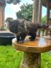 Katze Dori sucht ein liebevolles Zuhause …