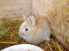 Zwergkaninchen und Meerschweinchen aus langjähriger Hobbyzucht!